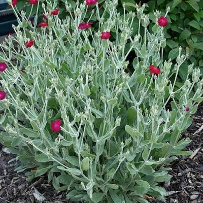 Lychnis_coronaria