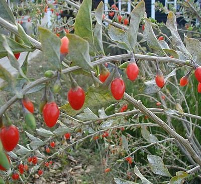 Lycium-barbarum-fruits