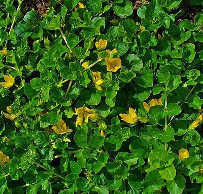 Lysimachia_nummularia