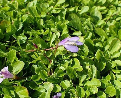Mazus_reptans