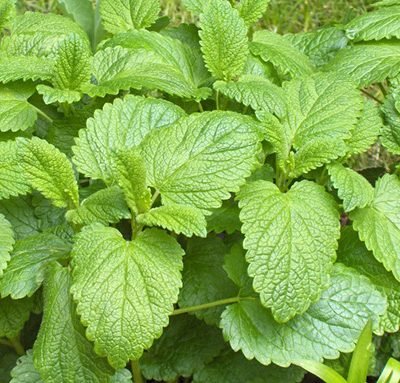 Melissa_officinalis