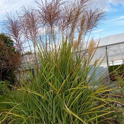 Miscanthus_gracillimus
