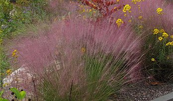 Muhlenbergia_capillaris