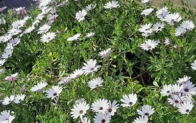 Osteospemum_alba_massif