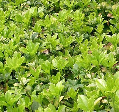 Pachysandra_terminalis