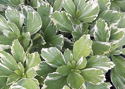 Pachyssandra_terminalis_variegata