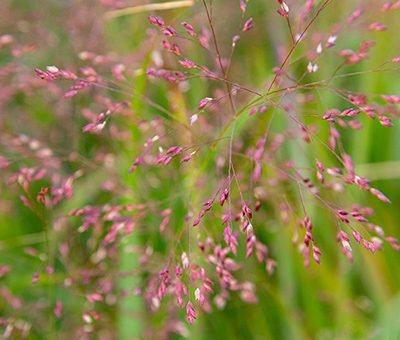 Panicum_virgatum_detail