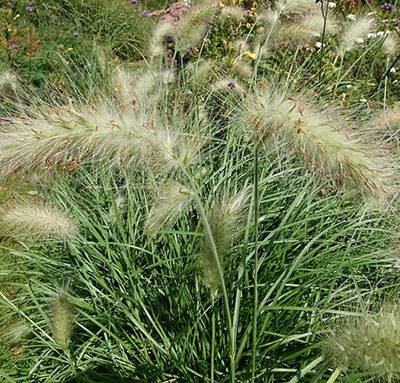 Pennisetum_alopecuroides