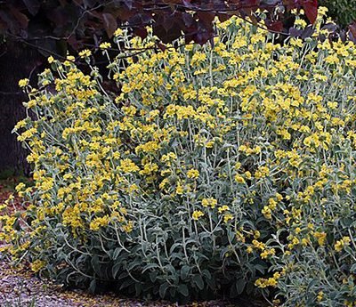Phlomis_fruticosa
