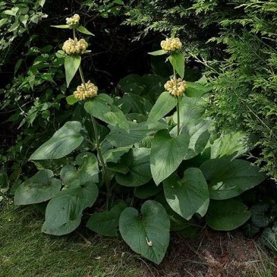 Phlomis_russeliana_A
