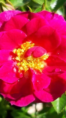 Rosa_Red_Bells