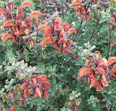 Salvia_africana-lutea