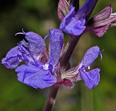 Salvia_amplexicaulis