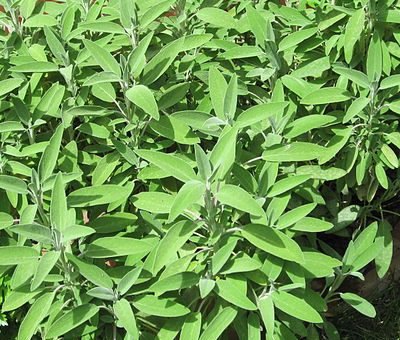 Salvia_officinalis