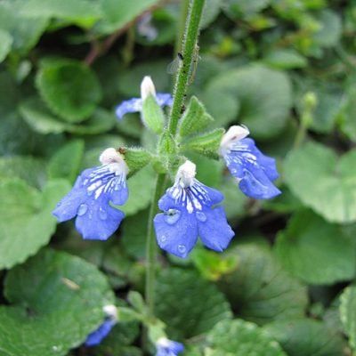 Salvia_procurrens