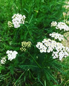 Achillea_millefolium