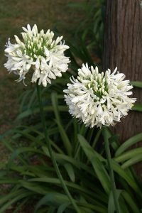 Agapanthus_africanus_albus