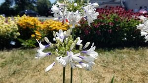 Agapanthus_twister