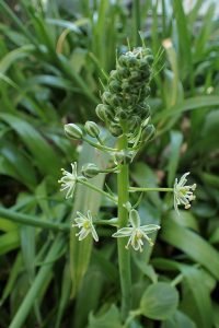 Albuca_bracteata