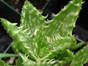 Aloe_juvenna_details