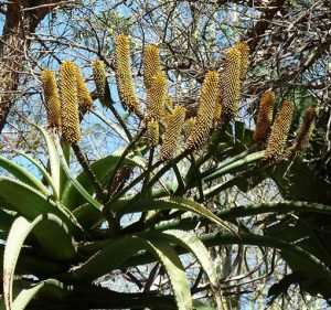 Aloe_rupestris