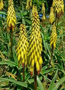 Aloe_striatula_details