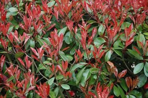 Photinia_fraseri_detail
