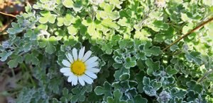 Ajania_bellania_Bengo_Weiss