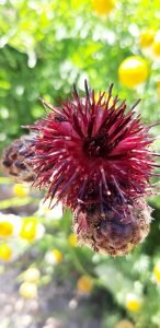 Centaurea_atropurpurea