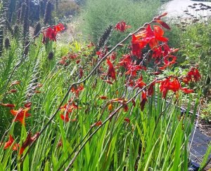 Crocosmia_babylone_pepiniere