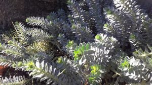 Euphorbia_myrsinites