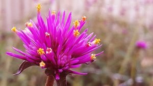 Gomphrena_globosa_fireworks_fleur