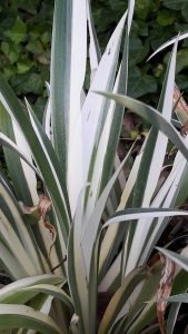 Iris_japonica_variegata