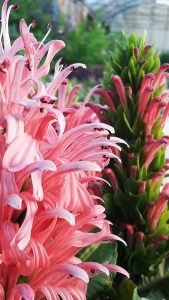 Justicia_carnea_fleurs
