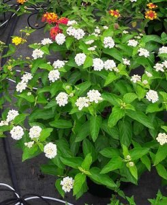 Lantana_camara_schneeflocke