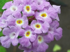 Lantana_sellowiana