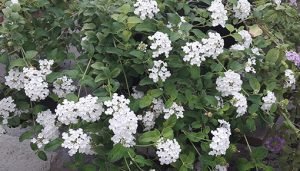 Lantana_sellowiana_alba