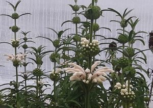 Leonotis_leonorus_blanc