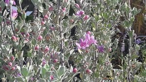 Feuillage argenté et fleurs rose violacé de Leucophyllum frutescens