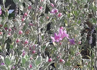 Feuillage argenté et fleurs rose violacé de Leucophyllum frutescens
