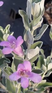 Leucophyllum_frutescens_fleur