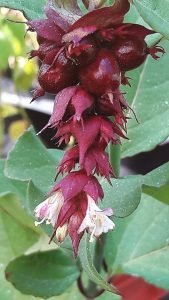 Leycesteria_formosa
