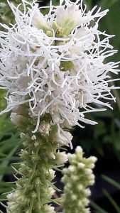 Liatris_spicata_alba