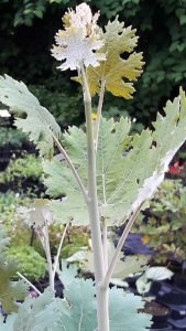 Macleaya_cordata