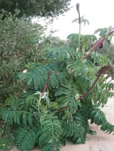 Melianthus_major_camping_paradis