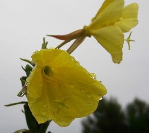 Oenothera_biennis