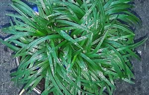 Ophiopogon_japonicus_minor