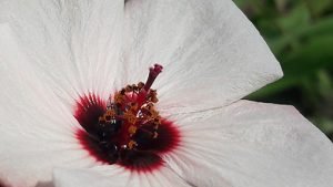 Pavonia_hastata_fleur