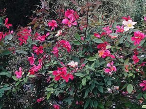 Rosa_sinensis_mutabilis_floraison