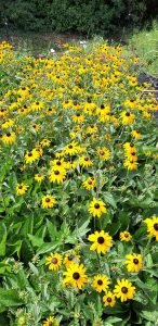 Rudbeckia_fulgida_goldsturm_pepiniere